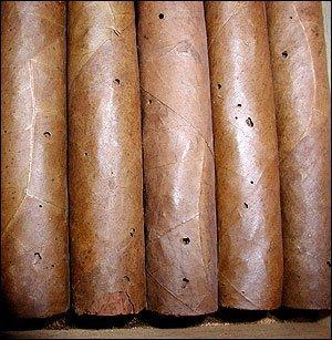 Tobacco Cigar Beetles 